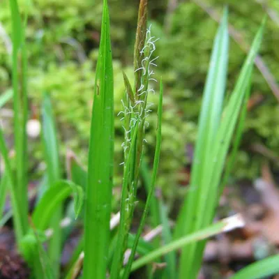 Produktbild von 6 x Wald Segge - Carex sylvatica  | Topf 9cm x 9cm