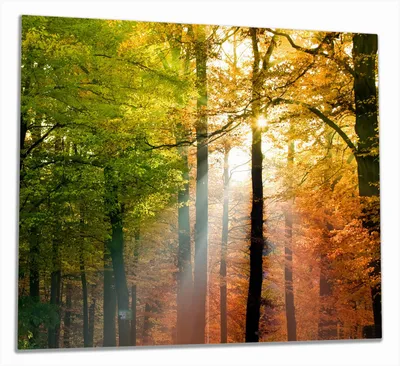 Produktbild von Wallario Herdabdeckplatte aus Glas, Größe 60 x 52 cm 2-teilig, Motiv Sonnenuntergang im Herbstwald