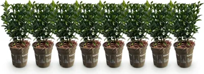 Image de Green boutiQ - Plantes de haie - Euonymus japonica Green Spire - feuillage vert - 8 plants - 1 mètre linéaire - à feuillage persistant - pot de 9 cm, hauteur 20-25 cm