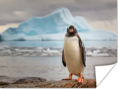 Produktbild von MuchoWow® Poster Ein Pinguin auf einem Felsen 120x90 cm - Wandbild