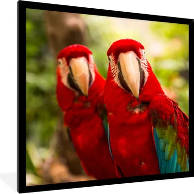 Produktbild von MuchoWow® Gerahmtes Poster Papageien - Vögel - Dschungel 40x40 cm - Poster mit Schwarzem Bilderrahmen Wandposter Rahmen Foto Bilder - Mit Rahmen - Wanddekoration Schlafzimmer