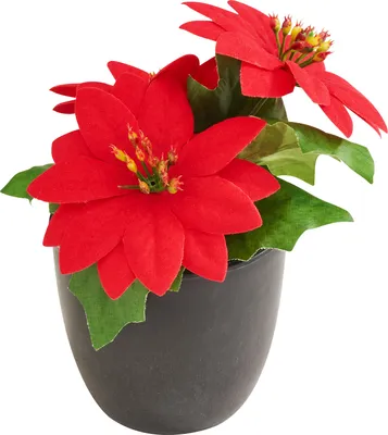 Produktbild von Weihnachtsstern "Gloria" im Topf, H 15 cm Rot
