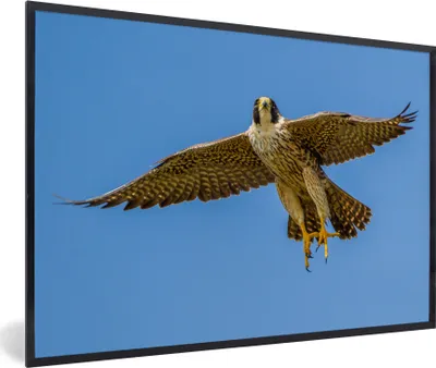 Produktbild von MuchoWow® MuchoWow® Gerahmtes Poster Wanderfalke - Himmel - Raubvogel 60x40 cm - Poster mit zchwarzem Bilderrahmen - Printing - Wanddeko Schlafzimmer
