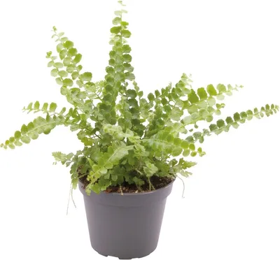 Productafbeelding van Aquafleur Nephrolepis Exaltata Duffy | In 5 cm pot