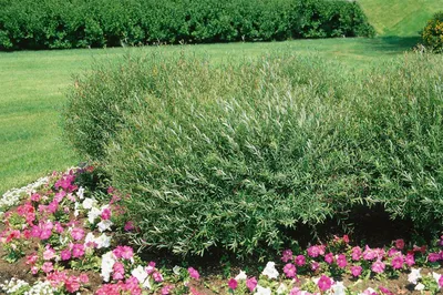 Produktbild von Salix purpurea 'Nana', Purpur-Weide, kompakt, 60–100 cm