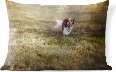 Produktbild von MuchoWow® Outdoor Kissen - Ein weiblicher Cavalier King Charles Spaniel im Gras - 50x30 cm - Wetterfest - Lounge Kissen - Sofa kissen - Wohnzimmer Dekoration
