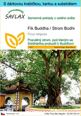 Obrázek produktu pro SAFLAX Dárková sada - Fík Buddha / Strom Bodhi - Ficus religiosa - 100 Semena - S dárkovou krabičkou, přepravním štítkem, dárkovou kartou a pěstebním médiem