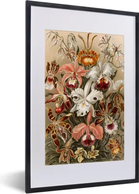 Produktbild von MuchoWow® MuchoWow® Gerahmtes Poster Orchidee - Ernst Haeckel 40x60 cm - Poster mit zchwarzem Bilderrahmen - Poster in Rahmen