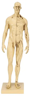Image de Modèle anatomique des muscles humains - Modèle grandeur nature - Figure humaine des muscles - Adapté à l'enseignement - Format miniature