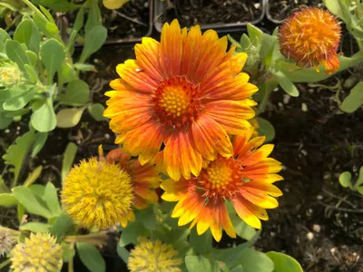 Immagine prodotto di 6 x Gaillardia 'Arizona Apricot' - Fiore a coccarda - vaso 9x9 cm