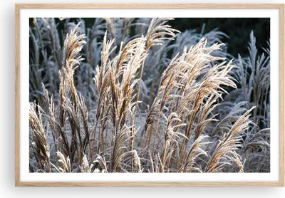 Produktbild von Gerahmtes Poster - Rahmen in heller Eiche - Stock Ähren Boho - 91,5x61 cm - Wand Bild - Wanddeko - Wandbilder - Kunstposter - Wandposter - Bilderrahmen - Bilder - Kunstdruck - P2NAA91x61-4523