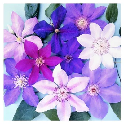 Produktbild von 3er Mix von winterharten Clematis-Kletterpflanzen - Mehrjährige blühende Pflanzen im Topf für Garten, Balkon und Kübel