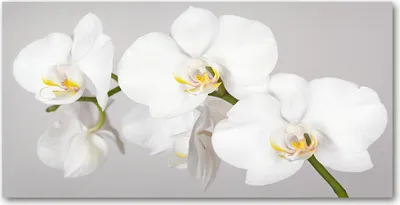 Produktbild von Tulup® Leinwandbild - 120x60 cm - Wandkunst - Drucke auf Leinwand - Leinwanddruck - Blumen & Pflanzen - Weiß - Orchidee