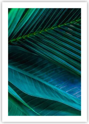 Produktbild von Poster - Poster ohne Rahmen - Blatt Tropen Grün - 50x70 cm - Wand Bild - Wanddeko - Wandbilder - Kunstposter - Wandposter - Bilder - Kunstdruck - Wanddekoration - Wandbild - P2XPA50x70-5071