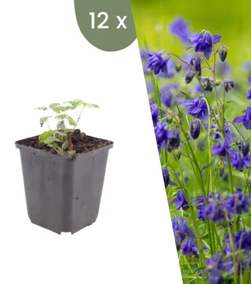 Image de Plants by Frank | 12 Plantes d’ancolie | Aquilegia vulgaris | Plantes vivaces rustiques | Floraison abondante | Plantes de jardin