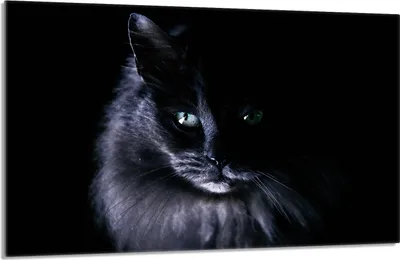 Produktbild von Glasschutzplatte für den Herd 80x52 Cat