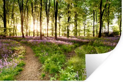 Produktbild von MuchoWow® - Selbstklebend - Fototapeten