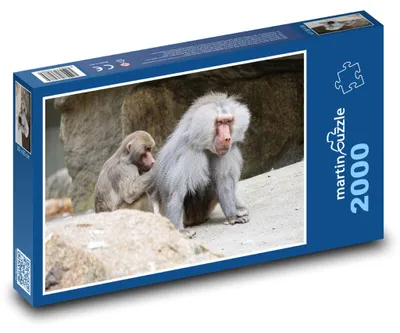 Obrázek produktu pro martinpuzzle - Puzzle 2000 - Opice - pavián