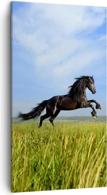 Produktbild von Bild auf Leinwand - Leinwandbild - Schwarzes Pferd Pferd Galopp - 45x80cm - Wand Bild - Wanddeko - Leinwanddruck - Bilder - Kunstdruck - Wanddekoration - Leinwand bilder - Wandkunst - PA45x80-0495