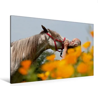 Produktbild von Calvendo  Textil-Leinwand 120 cm x 80 cm quer Pferd und Mensch in Harmonie, Bölts Meike; 7325501