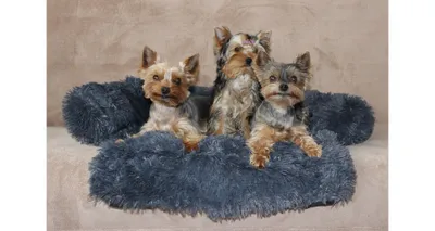 Produktbild von Petsofa Hundebett dunkelgrau, XS