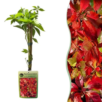 Produktbild von Green boutiQ - 2x Parthenocissus quin. 'Engelmannii' - Engelmann-Jungfernrebe - Gelb - Grün - Kletterpflanze - Ø9cm - ↕35cm, KI-generiertes Bild