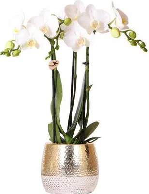Obrázok produktu pre Orchidea Phalaenopsis, biela, Amabilis, Ø 9 cm, výška 40 cm, kvitnúca izbová rastlina, dekorácia