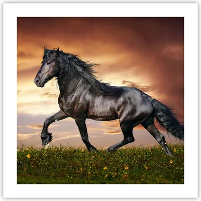 Produktbild von Poster - Poster ohne Rahmen - Pferd Tier Wiese - 50x50 cm - Wand Bild - Wanddeko - Wandbilder - Kunstposter - Wandposter - Bilder - Kunstdruck - Wanddekoration - Wandbild - P2XAC50x50-2608