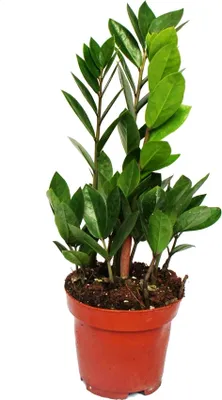 Obrázok produktu pre Zamioculcas zamiifolia - Zamio Palm - Zamio Fern 12cm hrniec