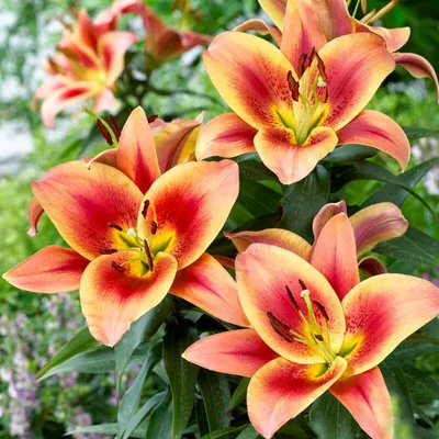 Immagine prodotto di Bulbi di Riesenlilie Montego Bay, resistenti al freddo, perenni - 3 bulbi - bulbi di fiori provenienti dall'Olanda - adatti per giardino e vasi (tuberi di grandi dimensioni, senza semi, non trattati artificialmente)