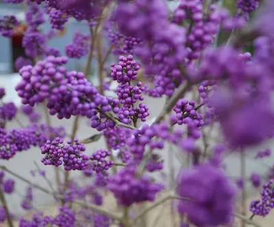 Produktbild von Schönfrucht, Liebesperlenstrauch - Callicarpa bodinieri `Profusion´ - 40-80cm im Topf