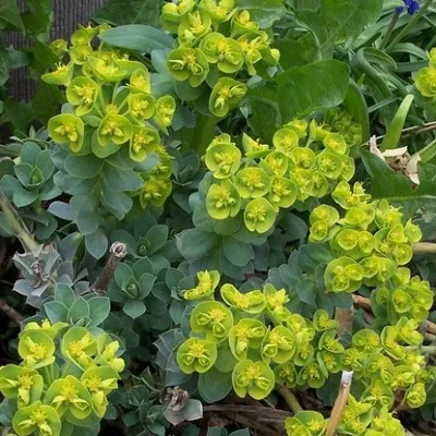 Immagine prodotto di 6 x euforbie - Euphorbia myrsinites | vaso 9cm x 9cm