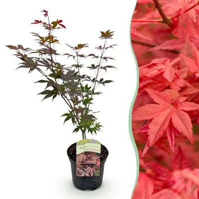 Produktbild von GreenboutiQ - Balkonpflanze - Japanischer Ahorn - Acer palmatum Atropurpureum - Lila - 1 Pflanze - Laubabwerfend - Topf 19cm Höhe 70cm