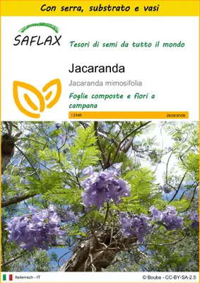 Immagine prodotto di SAFLAX Insieme di coltivazione - Jacaranda - 50 semi - Jacaranda