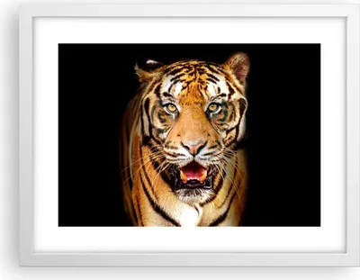 Produktbild von Gerahmtes Poster - Weißer Rahmen - tiger tier - 40x30 cm - Wand Bild - Wanddeko - Wandbilder - Kunstposter - Wandposter - Bilderrahmen - Bilder - Kunstdruck - Wandbild - P2WAA40x30-4103