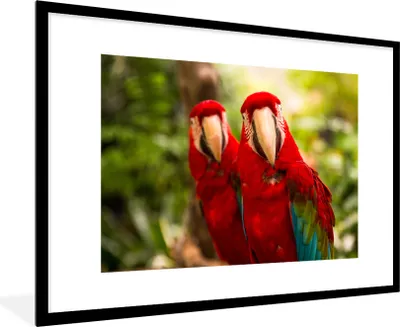 Produktbild von MuchoWow® MuchoWow® Gerahmtes Poster Papageien - Vögel - Dschungel 90x60 cm - Poster mit zchwarzem Bilderrahmen - Wanddekoration - Fotos