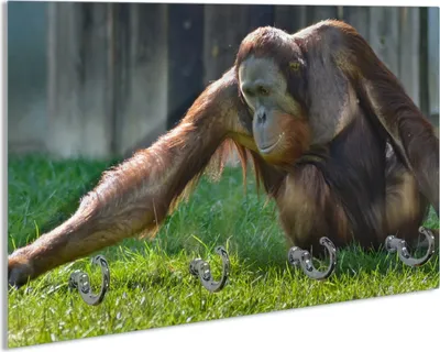 Produktbild von Wallario Schlüsselbrett aus Glas, Motiv: Sitzender Orang-Utan im Gras, 30 x 20 cm mit 4 Haken