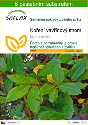 Obrázek produktu pro SAFLAX - koření vavřínový strom - Laurus nobilis - 6 Semena - S pěstebním substrátem bez klíčků