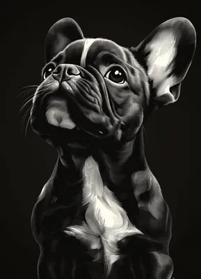 Immagine prodotto di Poster 13x18 cm Ritratti di animali per il salotto | Bulldog francese | Bianco e nero