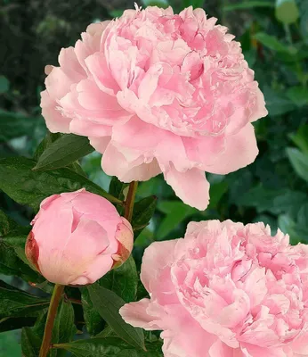 Produktbild von BALDUR Garten 3er Duft-Pfingstrosen 'Raritäten-Mix', Knollen in Größe I, Paeonia Sarah Bernhardt, Immaculee, Rich and Fame, winterharte, mehrjährige Duft-Stauden, dekorative Schnittblume