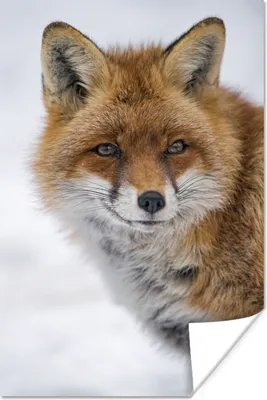 Produktbild von MuchoWow® Poster Fuchs - Porträt - Schnee 20x30 cm - Papierdruck