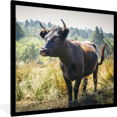 Produktbild von MuchoWow® Gerahmtes Poster Ein Stier in einem gelben Feld 40x40 cm - Poster mit Schwarzem Bilderrahmen Wandposter Rahmen Foto Bilder - Mit Rahmen - Wanddekoration Schlafzimmer