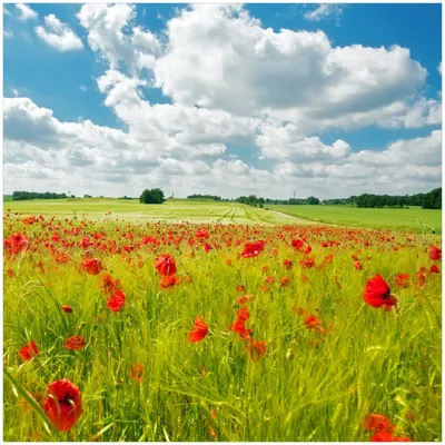 Produktbild von Wallario Premium Glasbild, freischwebende Optik, kräftige Farben, Größe 30 x 30 cm Motiv Grüne Wiese mit Mohnblumen