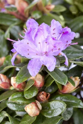 Produktbild von Rhododendron impeditum 'Moerheim', Zwerg-Rhododendron, lila, 20–25 cm