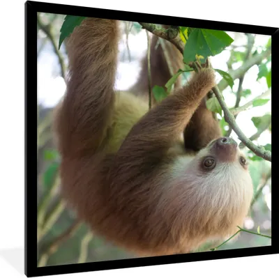 Produktbild von MuchoWow® MuchoWow® Gerahmtes Poster Babyfaultier im Regenwald von Costa Rica 40x40 cm - Poster mit zchwarzem Bilderrahmen - Mit Rahmen - Wanddekoration Schlafzimmer