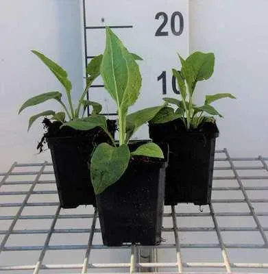 Image de 6 x Echinacea purp. 'White Swan' - Sonnenhut - Topf 9 x 9 cm