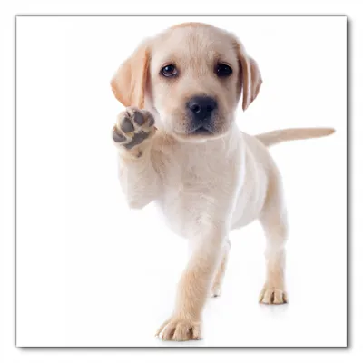 Produktbild von Wallario selbstklebende Möbelfolie/ Tischdecke für Innen und Außen, Größe: 60 x 60 cm - Süßer Labrador-Welpe sagt Hallo
