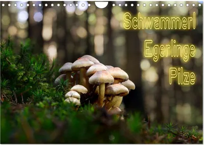 Produktbild von Schwammerl Egerlinge Pilze (Wandkalender 2025 DIN A4 quer), CALVENDO Monatskalender