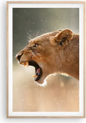 Produktbild von Gerahmtes Poster - Rahmen in heller Eiche - Löwe Löwin Reißzähne - 61x91,5 cm - Wand Bild - Wanddeko - Wandbilder - Wandposter - Bilderrahmen - Bilder - Kunstdruck - Wandbild - P2NPA61x91-4137