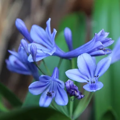 Obrázok produktu pre 6 ks okrasných liliek 'Brillant Blue' - Agapanthus 'Brillant Blue'® | Kvetináč 9x9 cm